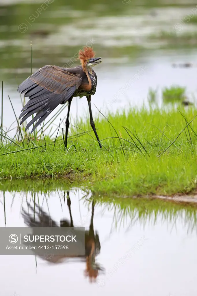 Goliath heron in courtship in the Kruger NP in RSA