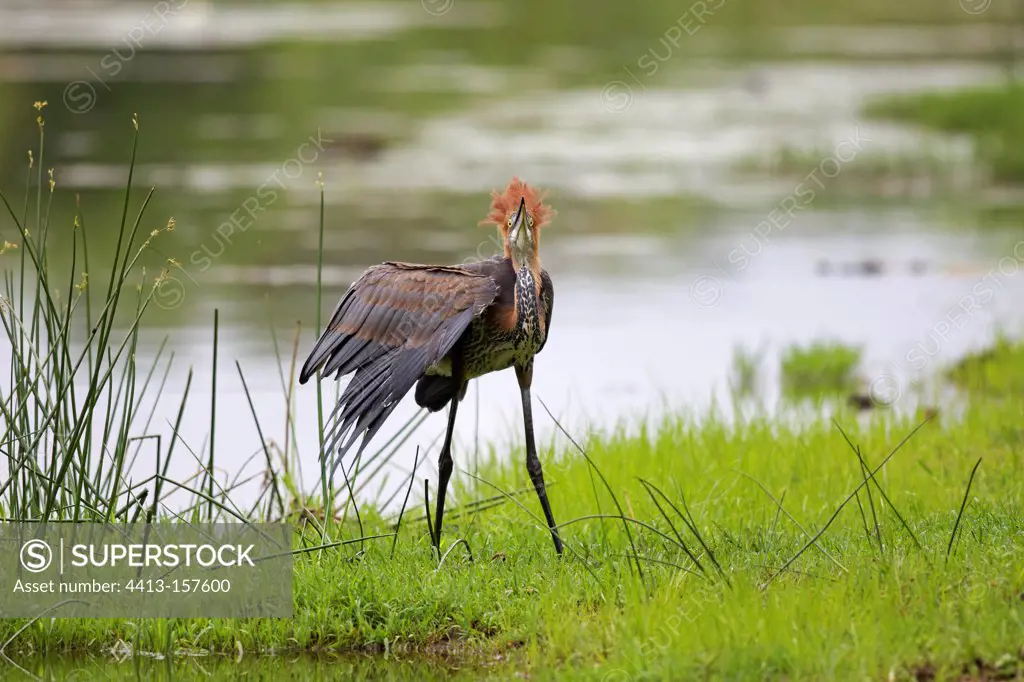 Goliath heron in courtship in the Kruger NP in RSA