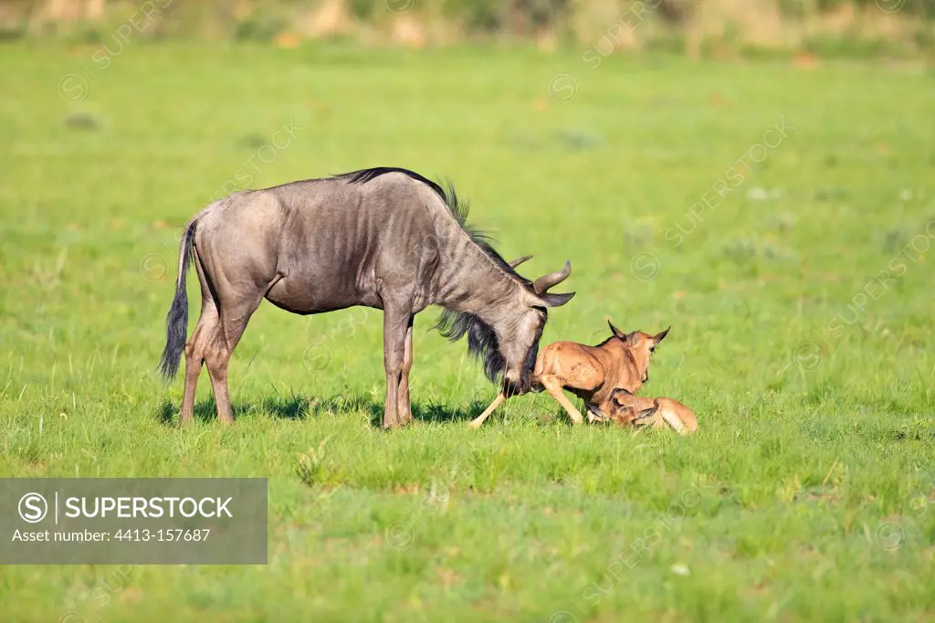 Common Wildebeest with youngs Pilanesberg NP in RSA