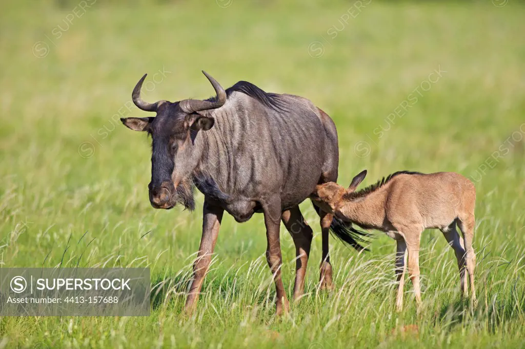 Common Wildebeest nursing its young Pilanesberg NP in RSA