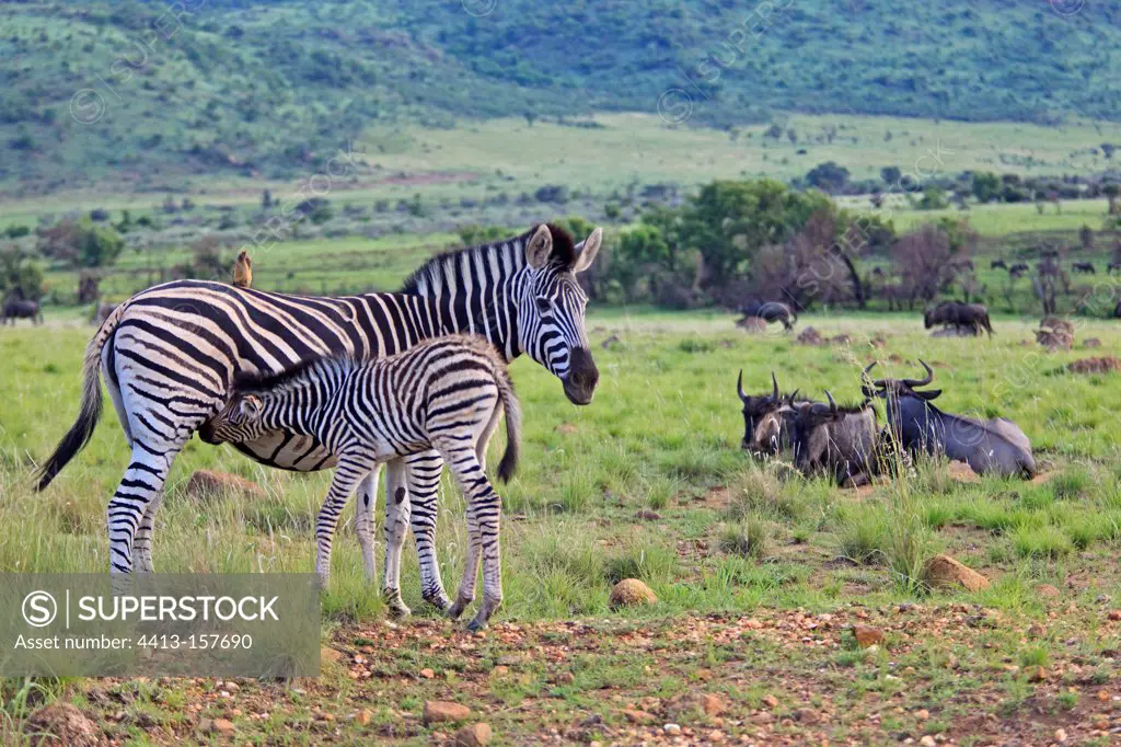 Plains zebra suckling her young Pilanesberg NP in RSA
