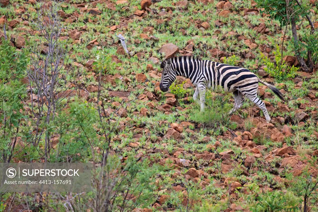Plains zebra walking in the Pilanesberg NP in RSA