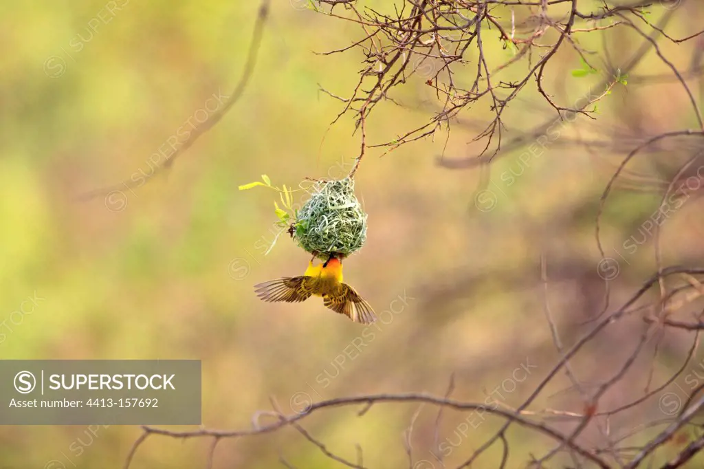 Southern Masked-weaver in the Pilanesberg NP in RSA