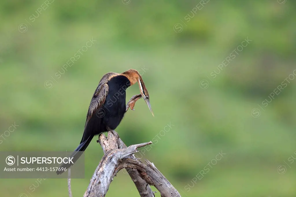 African Darter in the Pilanesberg NP in RSA