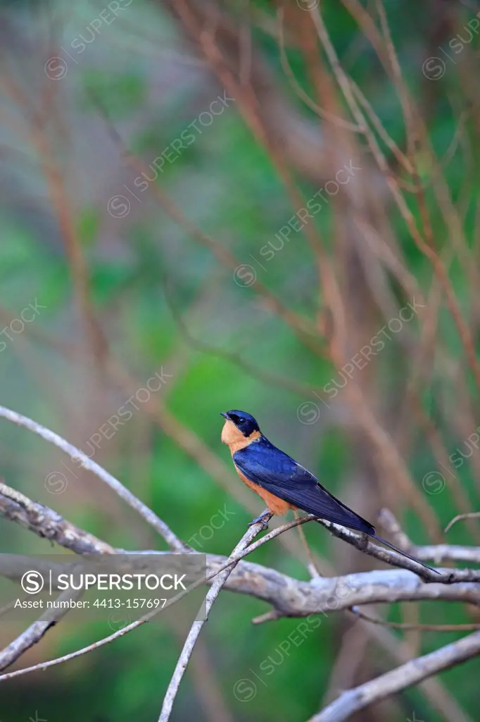 Rufous-chested Swallow in the Pilanesberg NP in RSA