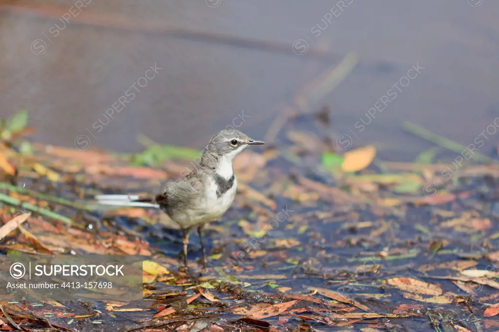 Cape Wagtail in the Pilanesberg NP in RSA