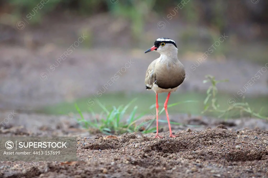 Crowned Lapwing in the Pilanesberg NP in RSA