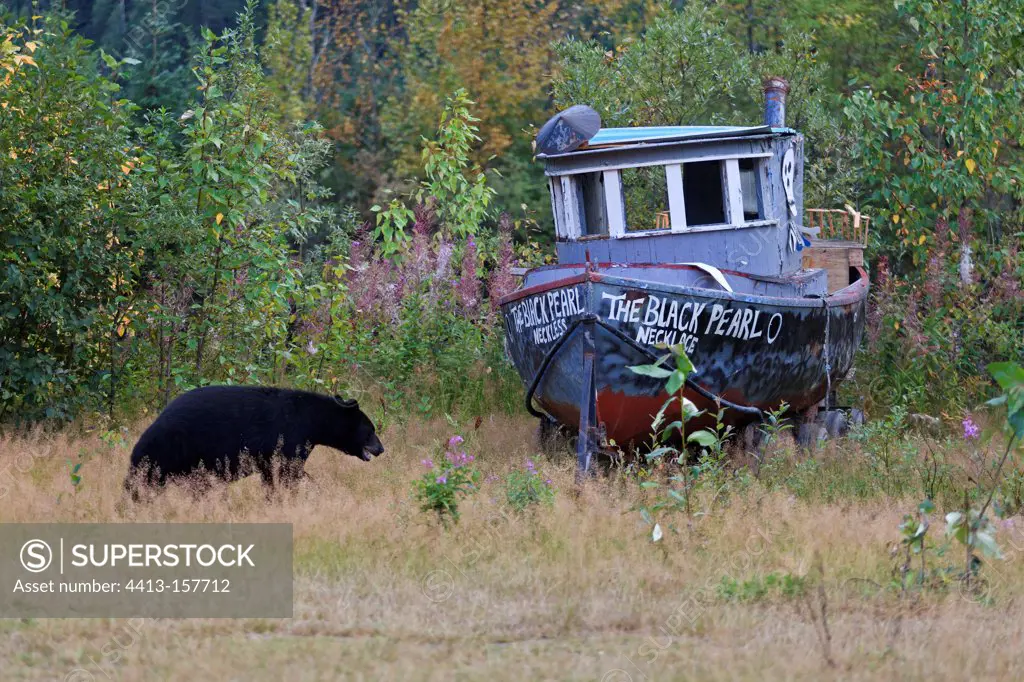 Black bear walking past an abandoned wooden boat Alaska