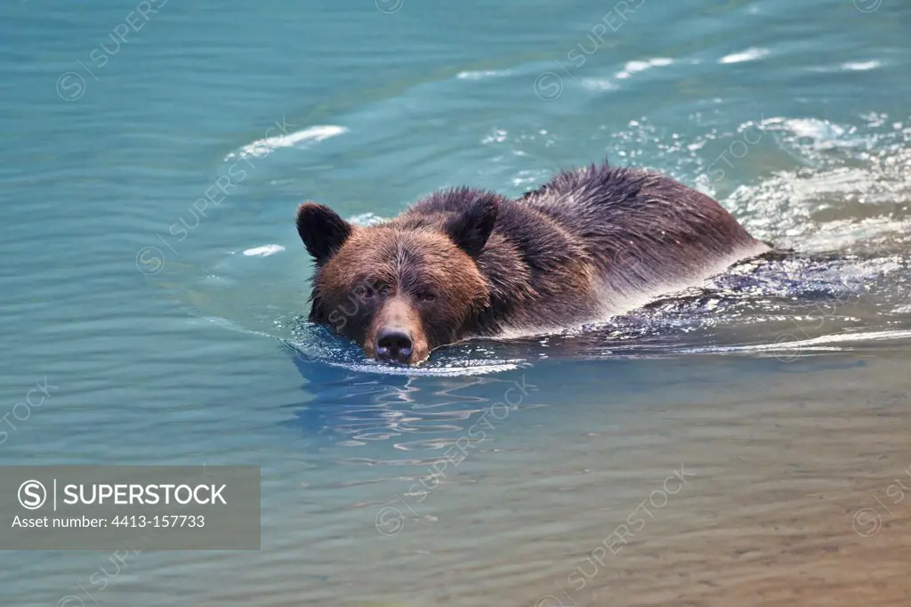 Grizzly swimming in a small glacial lake blue in Alaska