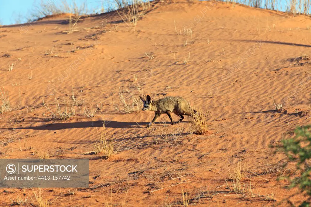 Bat-eared Fox walking in the dunes of the Kalahari in RSA