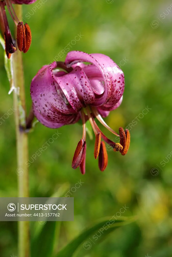 Turk's cap lily in bloom in the Alps