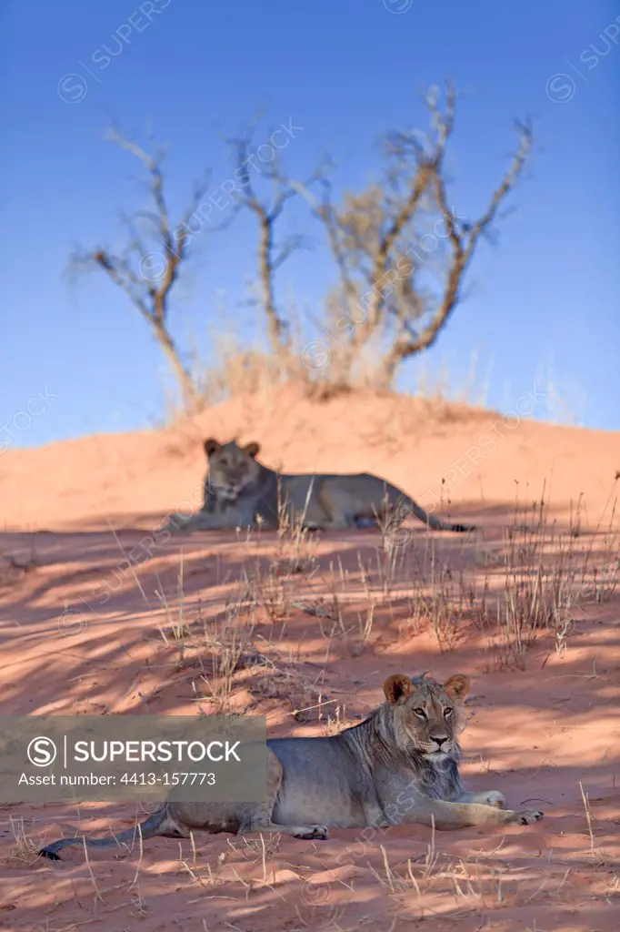Young Lions on the red sand of the Kalahari Desert in RSA