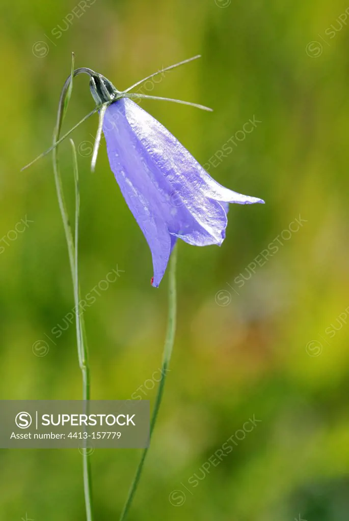Harebell in bloom in the Alps