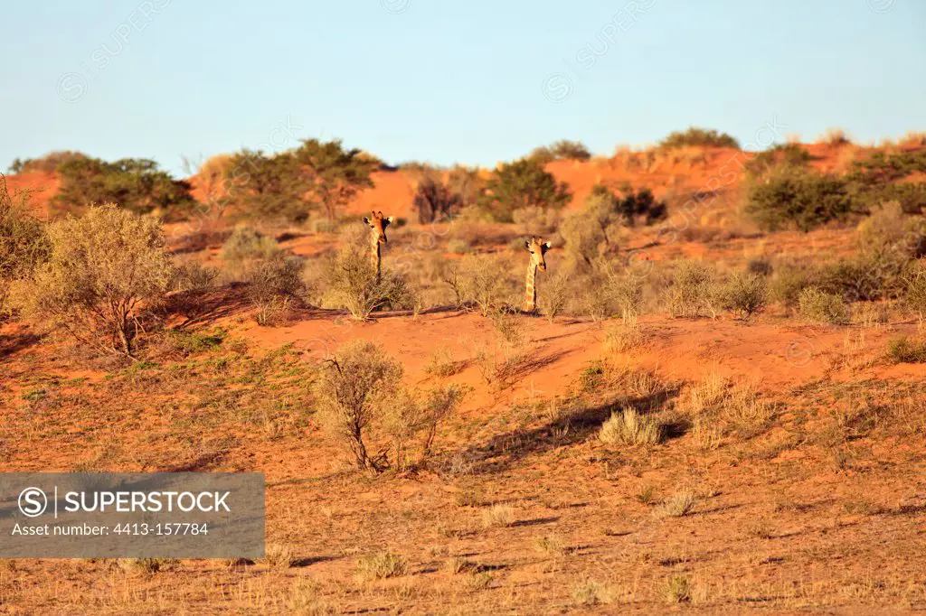 Giraffes in the dunes of the Kalahari Desert in RSA