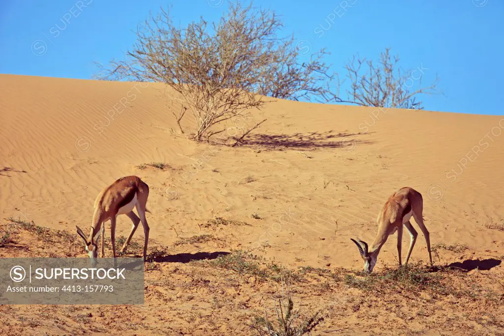 Springboks on a dune of the Kalahari Desert in RSA