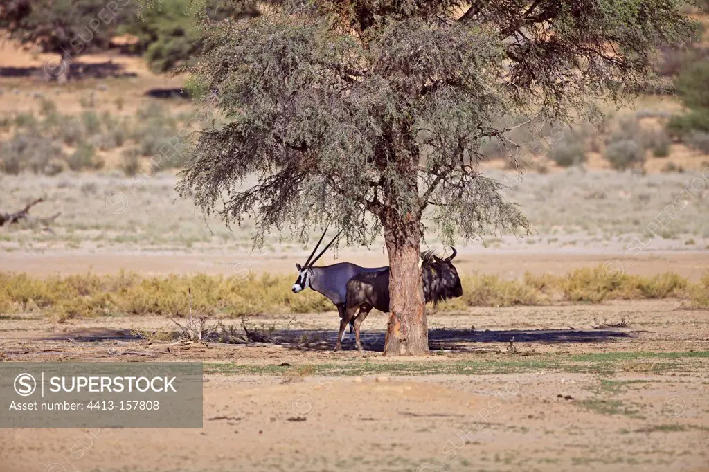 Oryx and Common Wildebeest in the shade of a tree in RSA