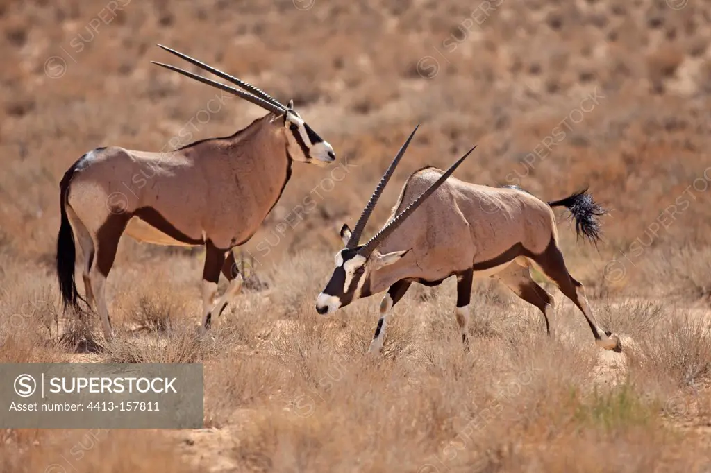 Confrontation between two Oryx in the Kalahari Desert RSA