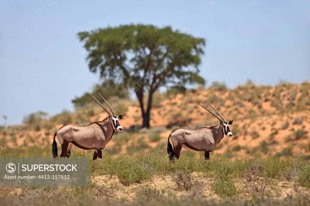 Oryx in the Kalahari Desert Kalahari Gemsbok NP in RSA