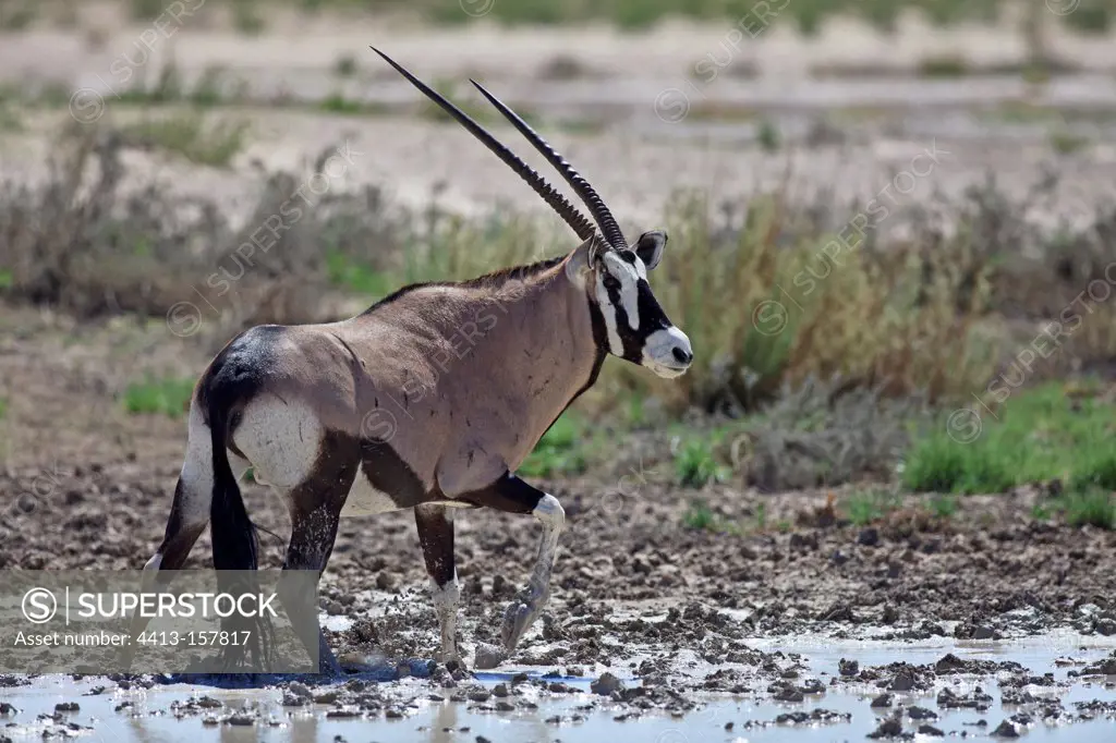 Oryx drinking at a waterhole in the Kalahari Desert in RSA