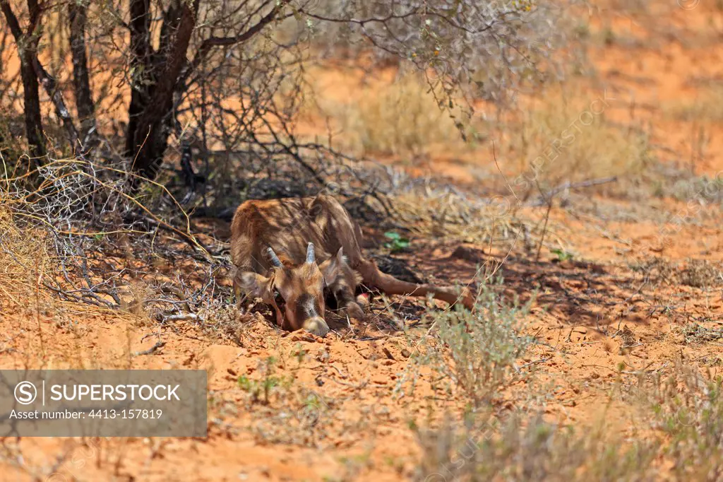 Oryx newborn hiding on the floor Kalahari Gemsbok NPRSA