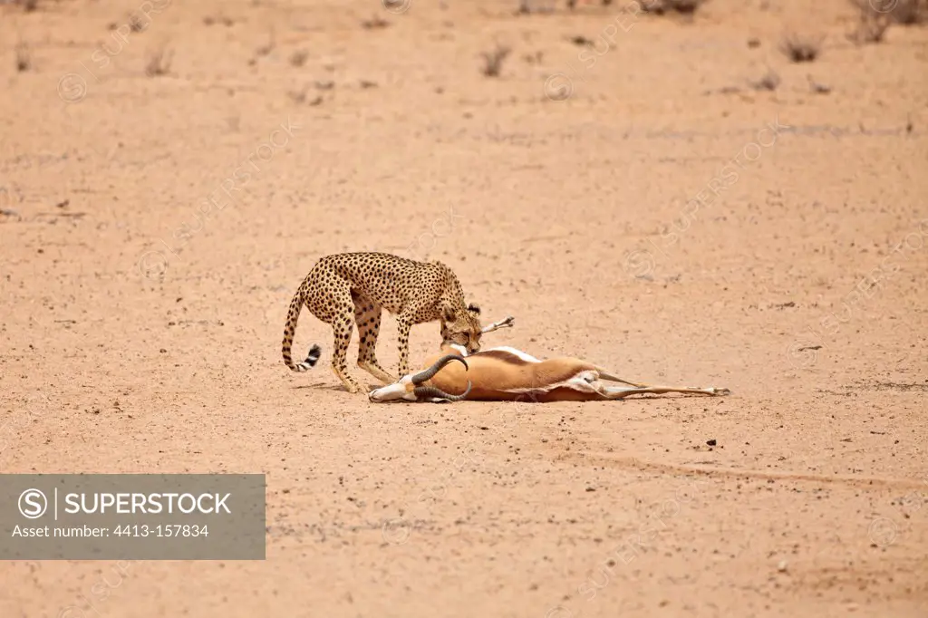 Cheetah captured a Springbok Kalahari desert in RSA