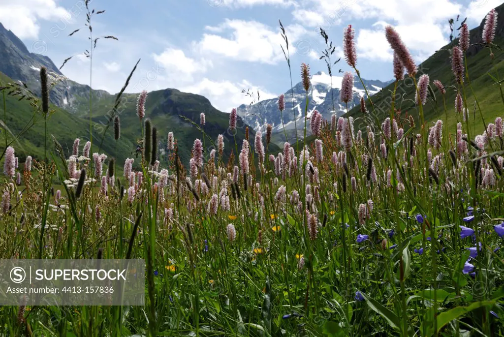 European bistorts in bloom in the Alps