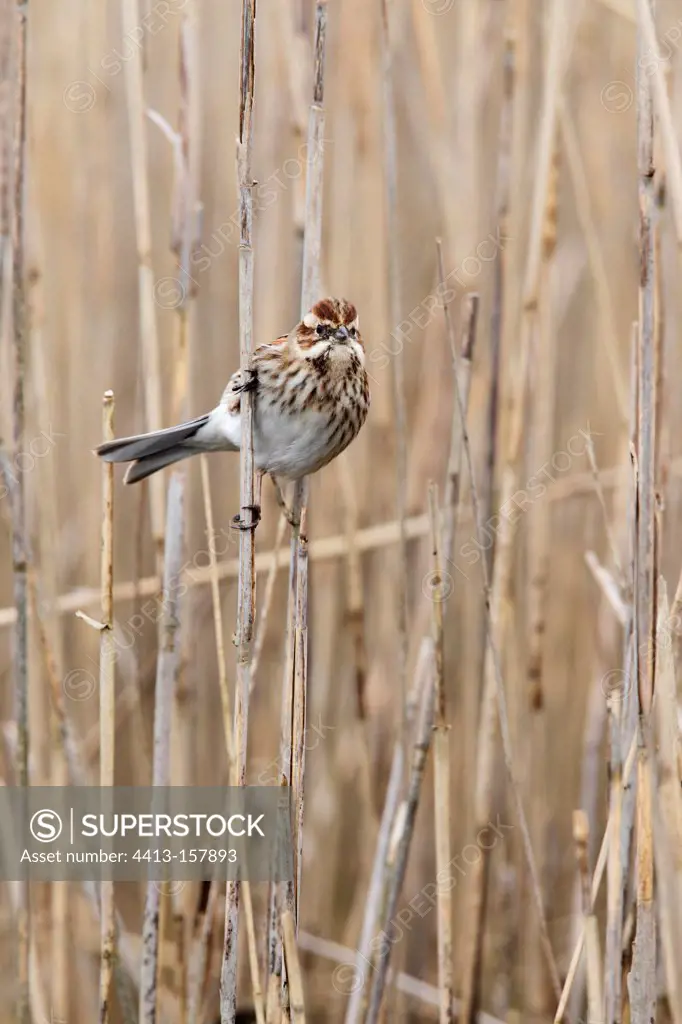 Female Reed bunting perched on a phragmite in winter GB