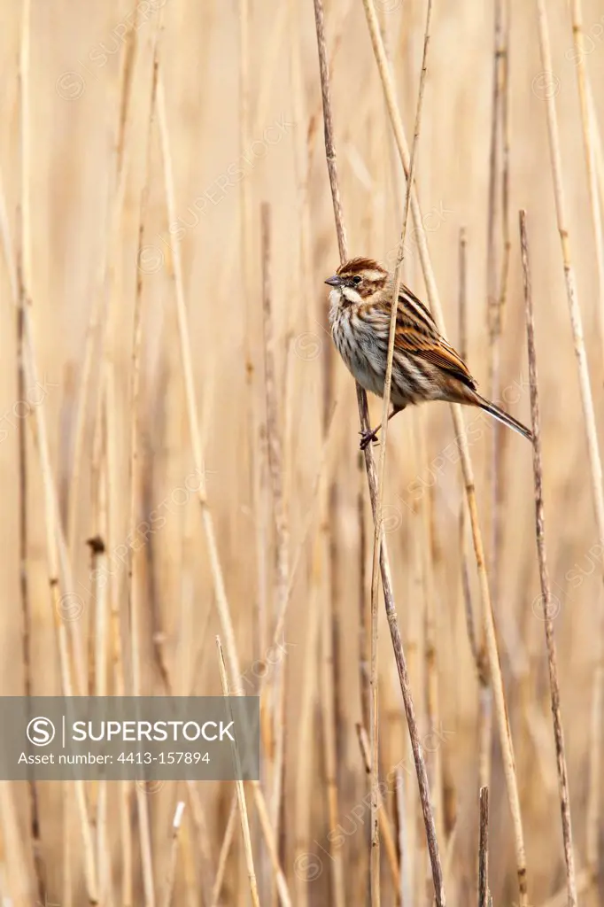 Female Reed bunting perched on a phragmite in winter GB
