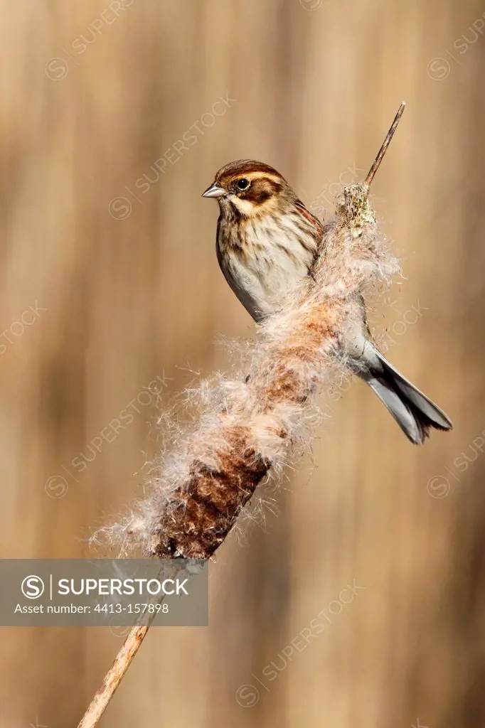 Female Reed bunting perched on a bullrush in winter GB