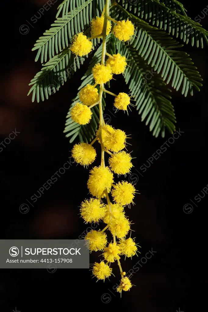Cootamundra wattle in bloom
