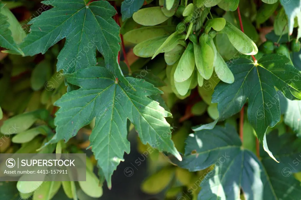 Sycamore maple in fruit