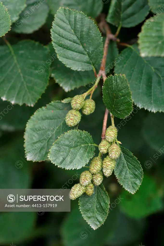 Green alder in fruit