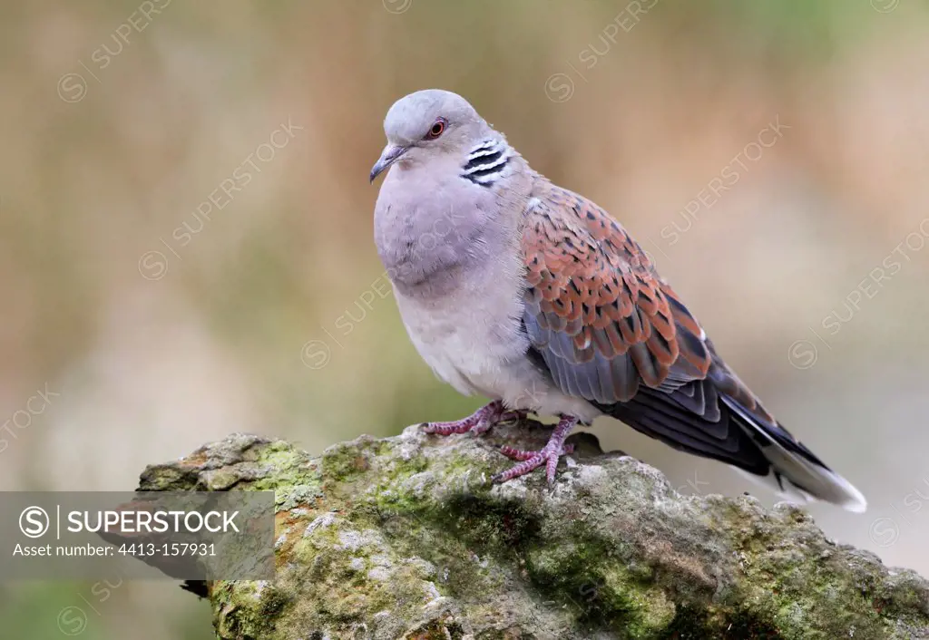 Male Turtle dove displaying at spring England