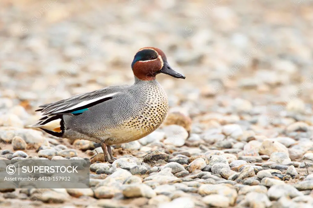 Male Teal standing on gravel in winter England