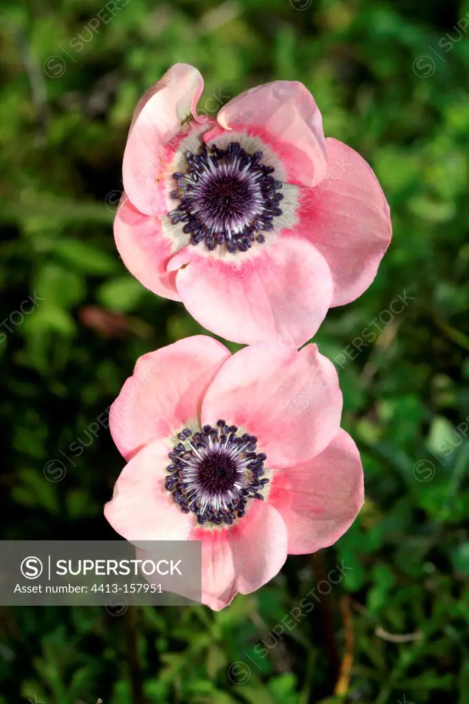 Crowned anemone in bloom