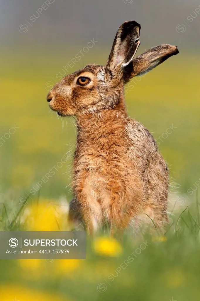Brown hare stanging amongst dandelions at spring England
