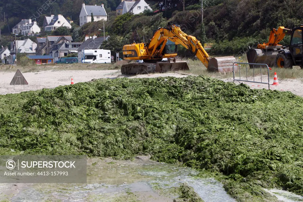Collection of polluting green algae on a beach Brittany