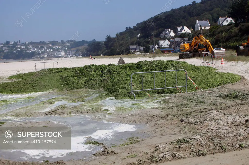 Collection of polluting green algae on a beach Brittany