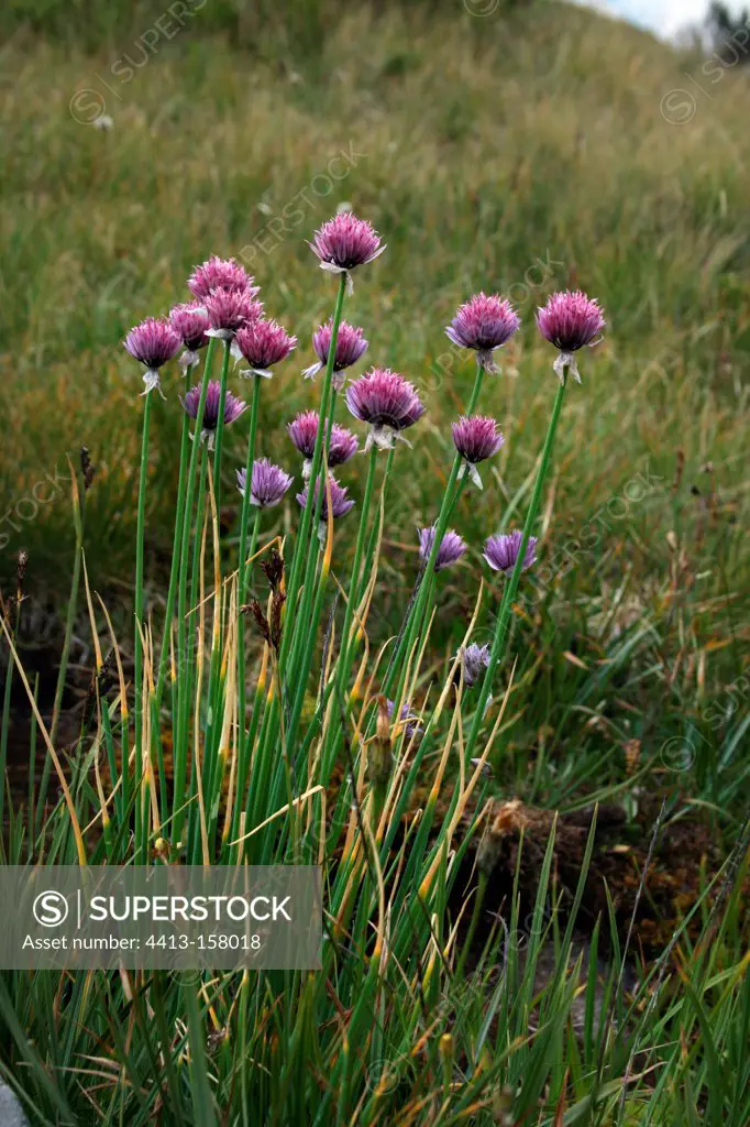 Chive in bloom