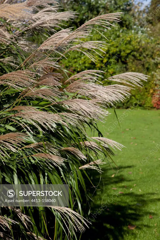 Purple japanese silver grass 'Sarabande' in a garden