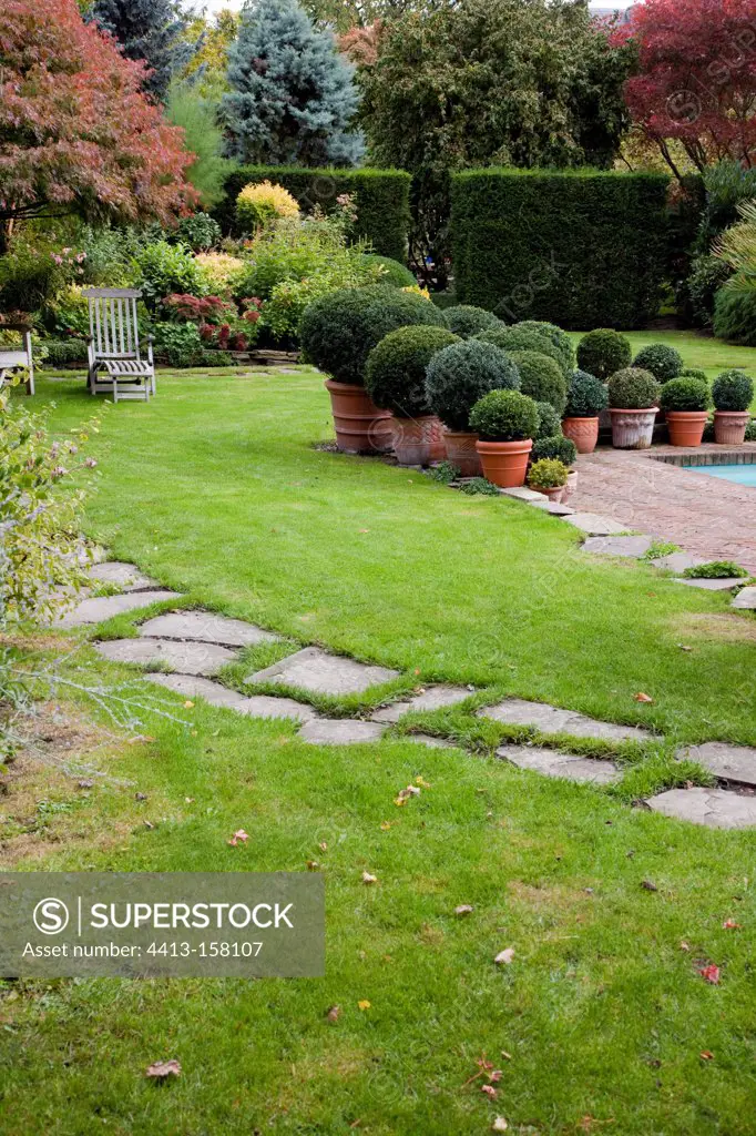 Japanese path and box topiaries in a garden in autumn