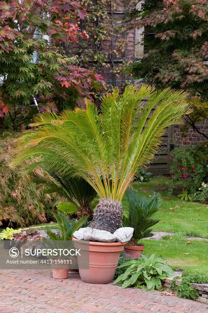 Sago palms in pot in a garden