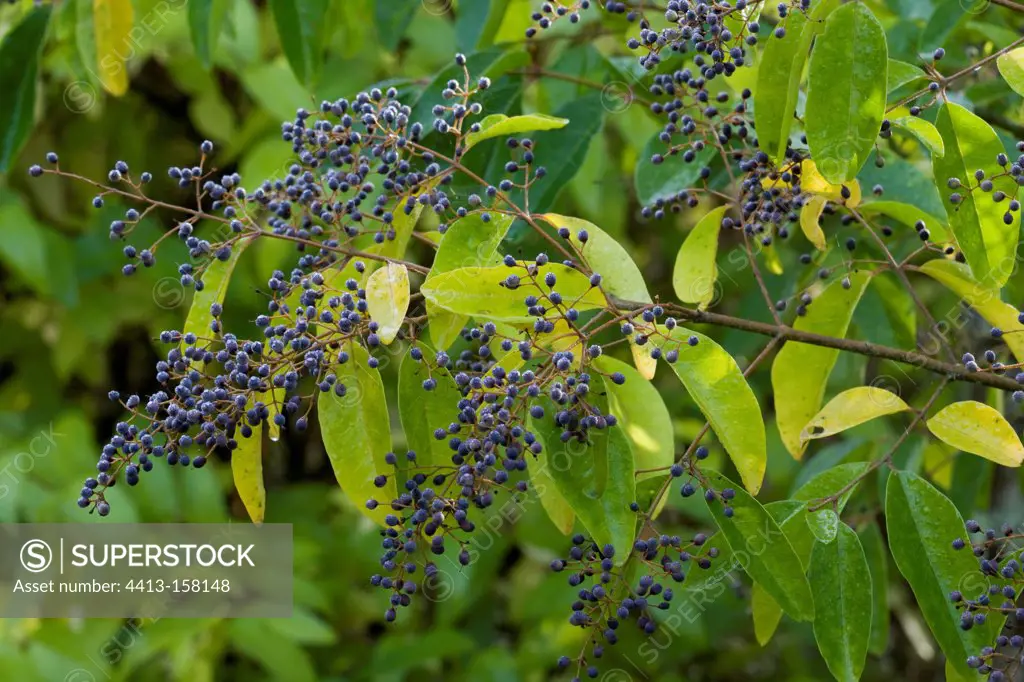 Chinese privet in fruit in a garden in autumn