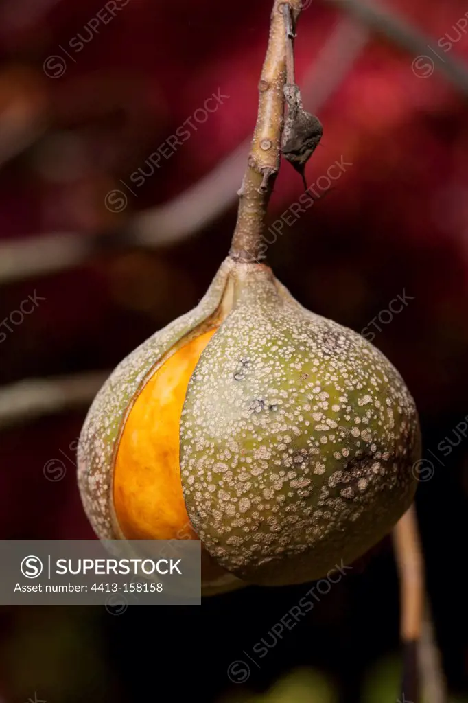 California buckeye in fruit in a garden in autumn