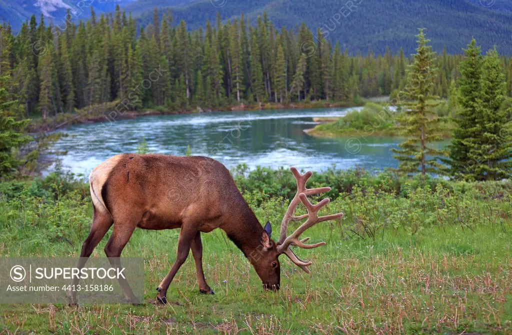 Bull elk grazing near a lake in Canada