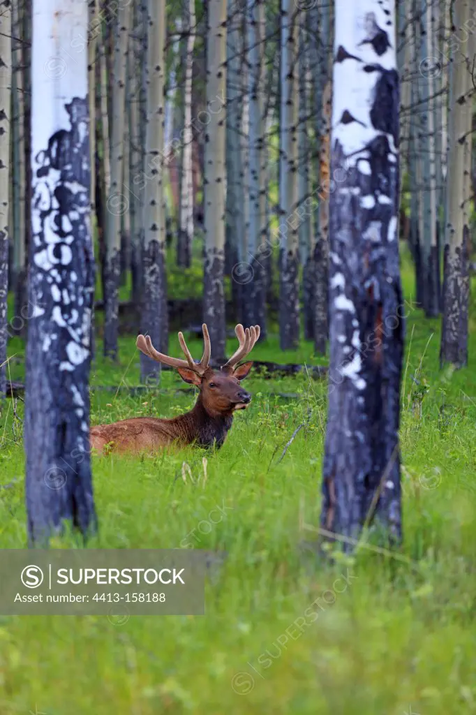 Bull elk lying in a forest in Canada