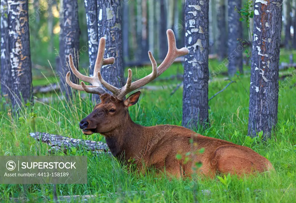 Bull elk lying in a forest in Canada