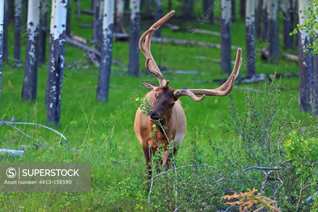 Bull elk eating the branch of a shrub Canada