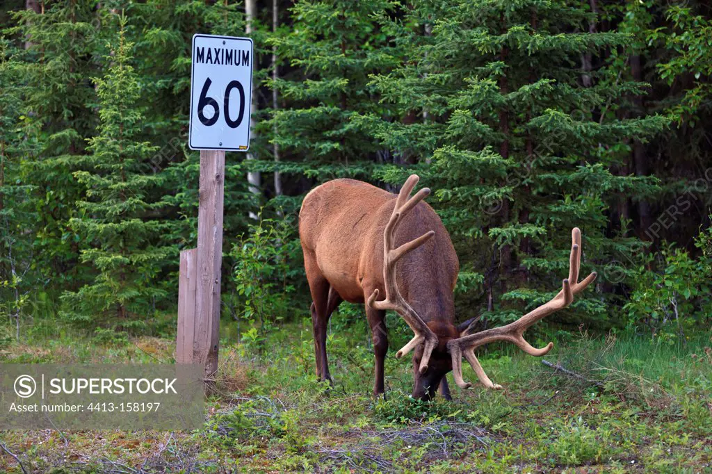 Elk grazing near a road sign in Canada