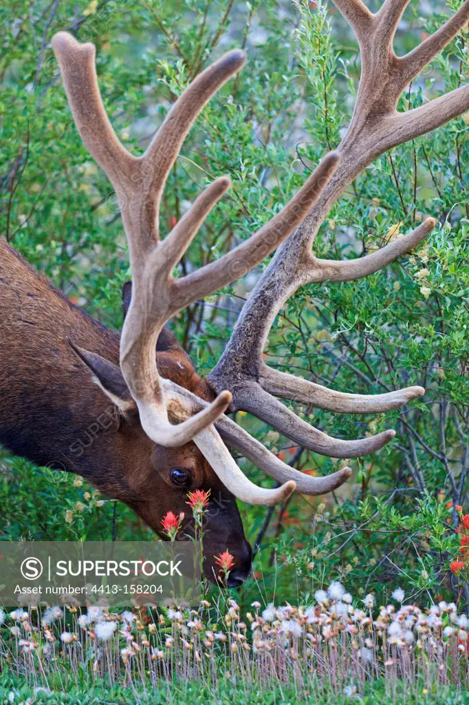 Portrait of a bull elk and Indian Paintbrush Canada